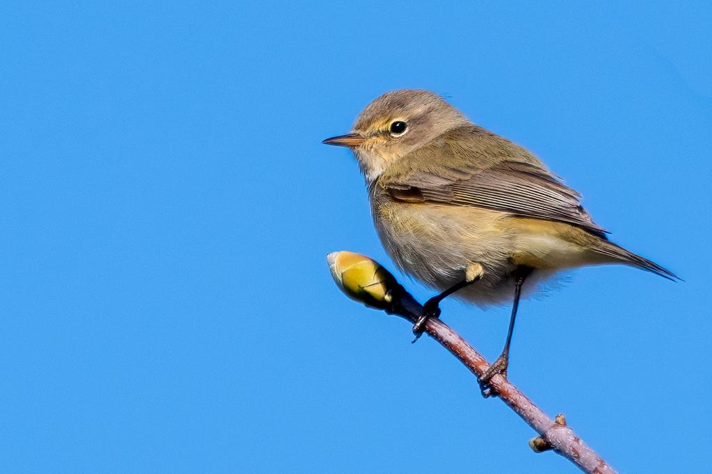 Hello you wonderful people, could you please do me a solid and retweet this gorgeous Chiffchaff for me? I don't have many followers & I really want to grow my audience. It would be greatly appreciated. Thank you. #birdphotography #wildlifephotography #birds