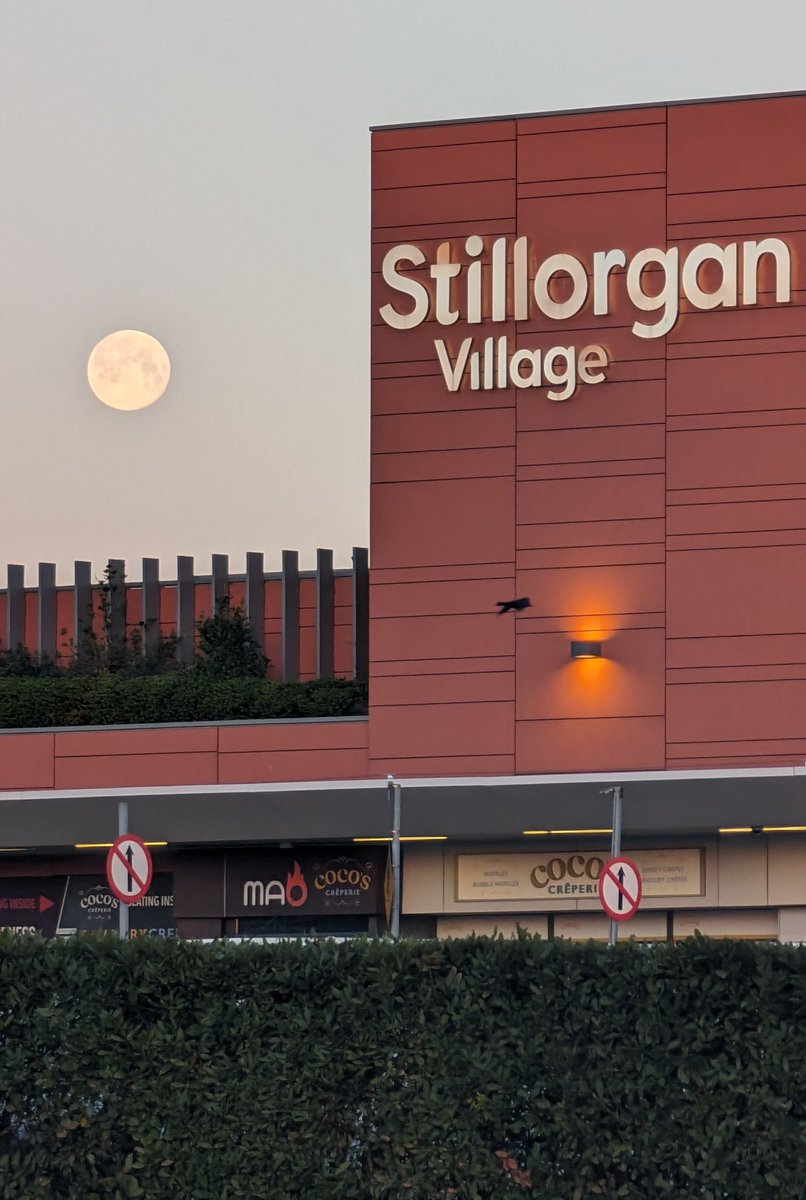 Michael Ryan tweet media