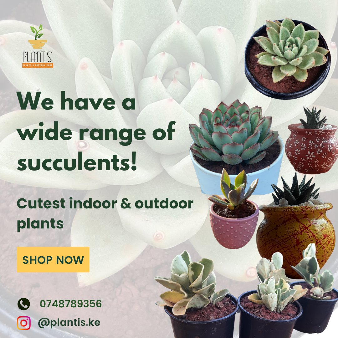 Enhance your surroundings with our stunning succulents, perfect for any plant enthusiast. 

Starting price - kshs 650/= in a pot.

#succulentlove #succulentobsession #plantiske #succulentdreams #desertvibes #plantdecor #indoorplants #succulentaradise #plantlover #cactuslove