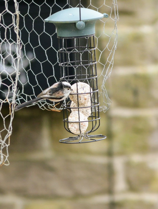 @BirdSpotUK This any good? Long Tailed Tit.