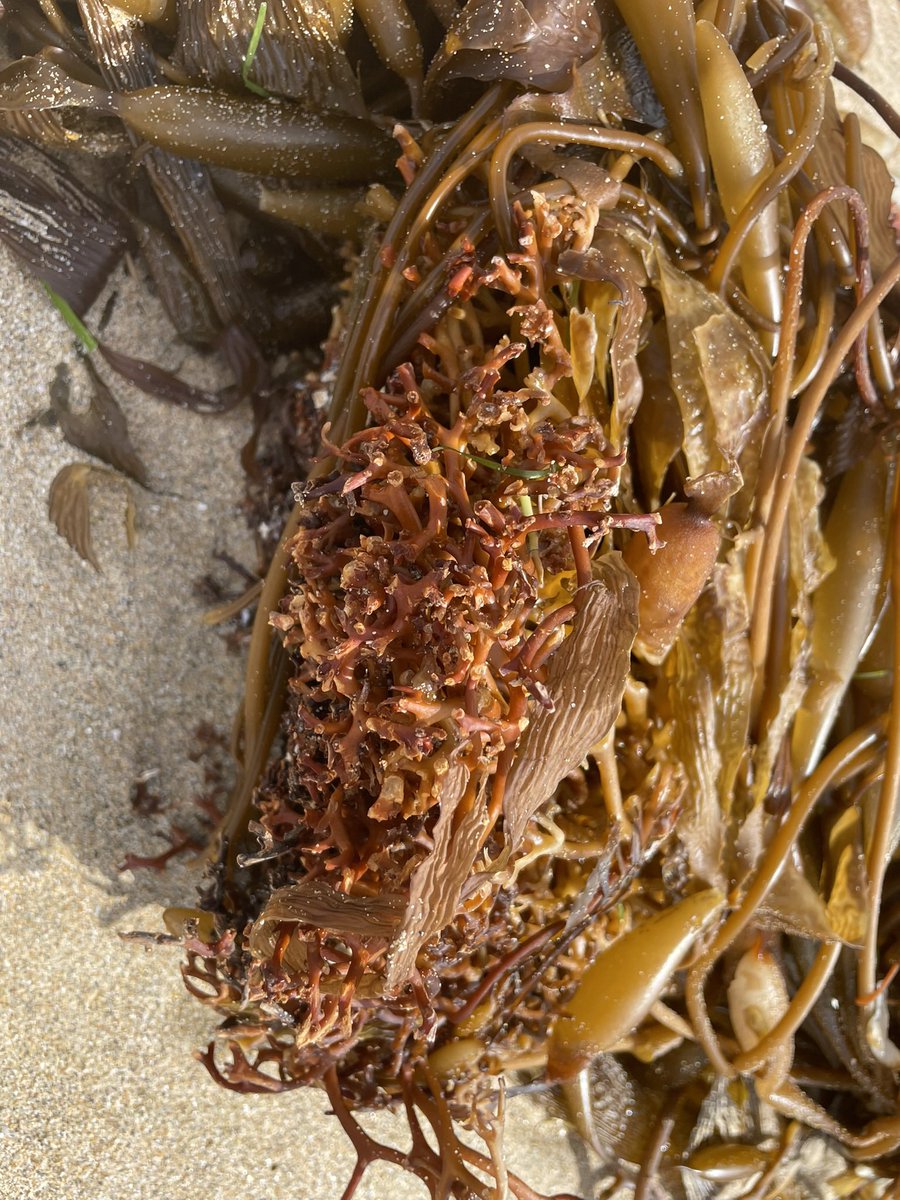 Amazing holdfast of Macrocystis pyrifera washed up onto the beach #phycologyfriday #greatsouthernreef #southernocean