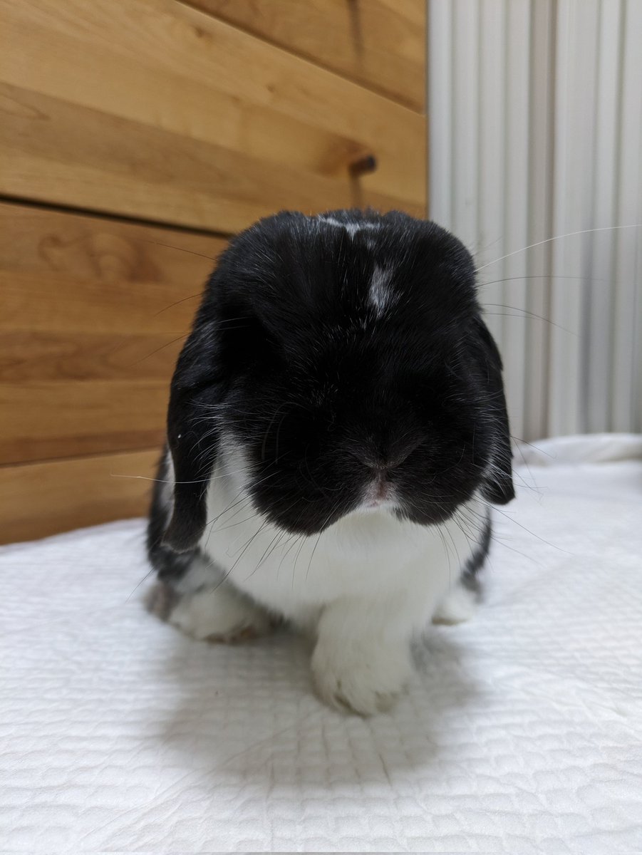 sumomousagi's tweet photo. めっちゃ月がデカい！！
※写真はイメージです🐰
#なにムーン？
#本名はマグナム(黒い弾丸) https://t.co/qYRIAkjpeF