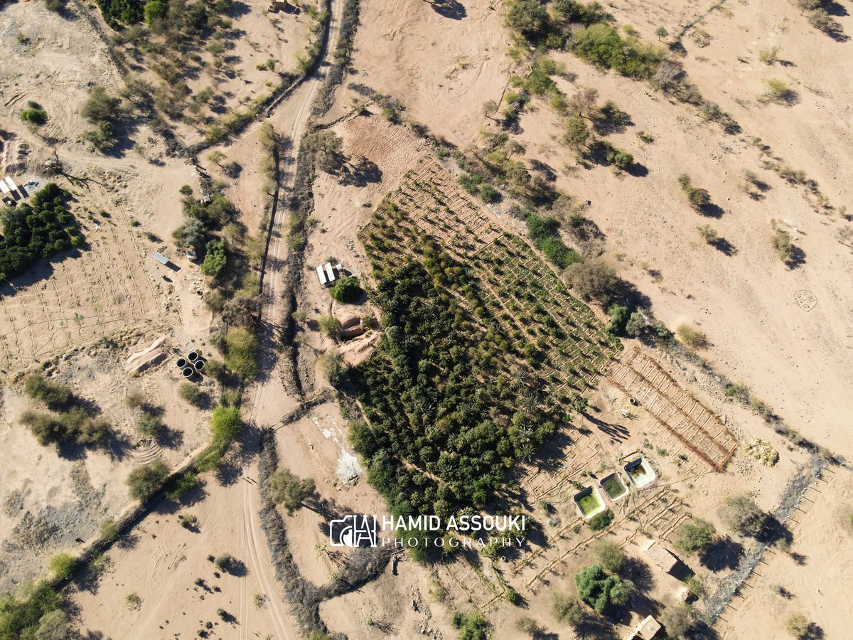 AssoukiHamid's tweet photo. THREAD ✅⬇️ Les agriculteurs locaux de Timia 🌴 cultivent une grande variété de agrumes frais et délicieux.🍊🌱🍊🍅#visitagadez #visitniger #Agadez #Niger #TIMIA https://t.co/AFV1k2QtkI