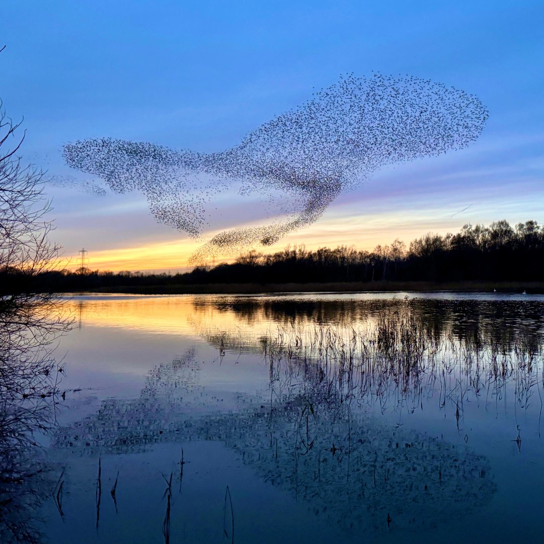 visitlincoln's tweet image. Magical murmurations 🌙

Who's been lucky enough to see a #murmuration this winter? Thousands of starlings swooping in perfect formation has to be one of most incredible things you can witness in nature.

📷 @woodslynsey
📍 Whisby Nature Park
🦆 @BBCSpringwatch | @LincsWildlife