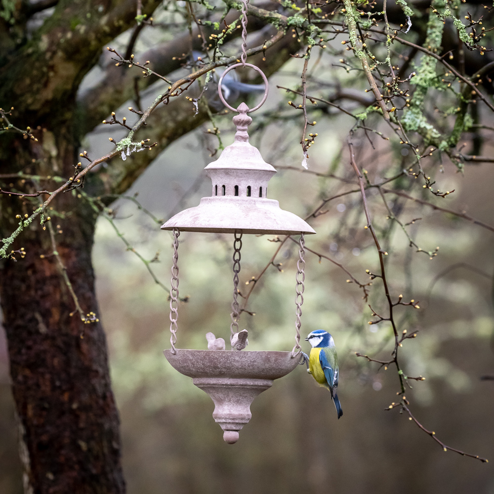 Most birds are beneficial in the garden and can help to reduce the threat from pests. During winter, provide clean and full bird feeders to support struggling birds. Join the RSPB Big Garden Birdwatch today to indulge your passion for birds and enjoy the outdoors.