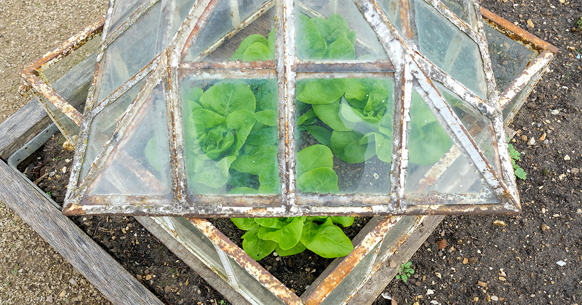 If you haven’t already done this, put it on your weekend to-do list to clean your coldframe and greenhouse panes.
It not only greatly improves the growing environment for your plants this season, but you’ll also let in more light and help control pests and diseases, too.
