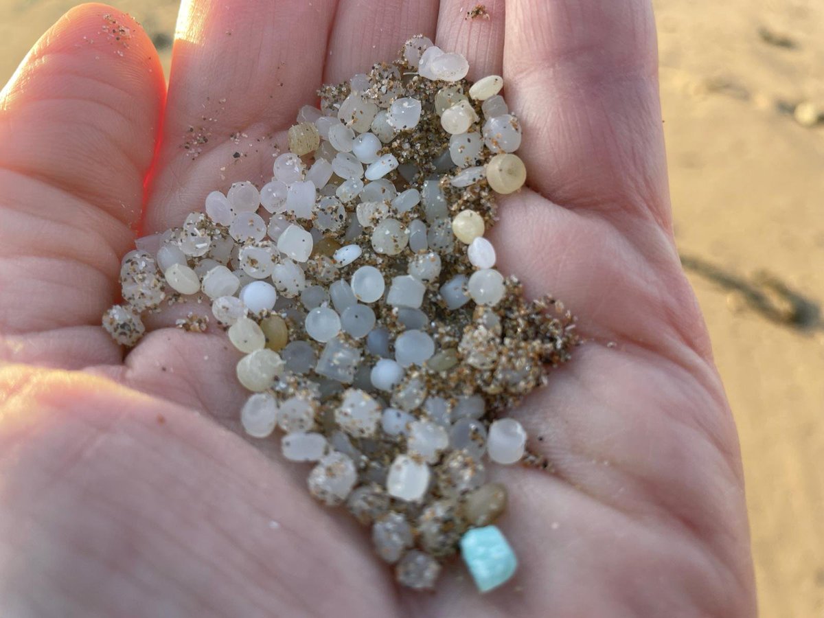 It's not just Galicia. Finding hundreds of plastic pellets this morning on the beach in Tramore 🇮🇪 These could be from any of the 230,000 tonnes that spill into the ocean every year with very little regulation. In the European Parliament we're working to stop this plague.