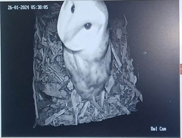 Exciting update from Bristol Port! 🦉 Our new owl cam, caught a barn owl exploring the new eco-friendly owl box in our Port Wildlife corridor. Encouraging signs for our owl conservation programme! Even the stock doves are joining in. #sustainability #portwildlife #greenteam