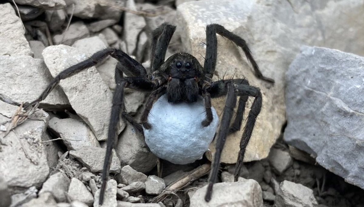 Italian Spiders tweet media