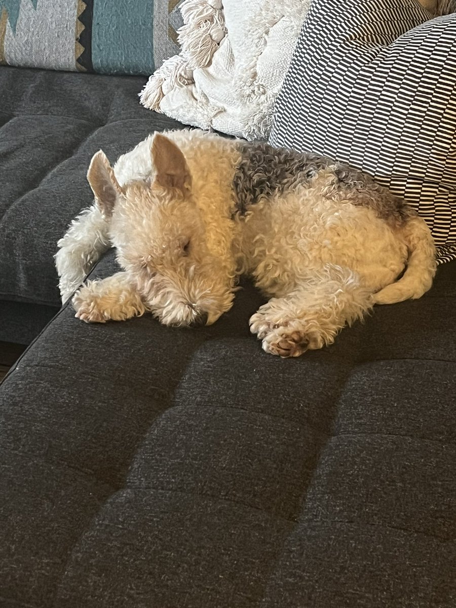 Patrick_wirefox's tweet photo. Work from home #Friday #wirefoxterrier https://t.co/fT1IvbpnsK