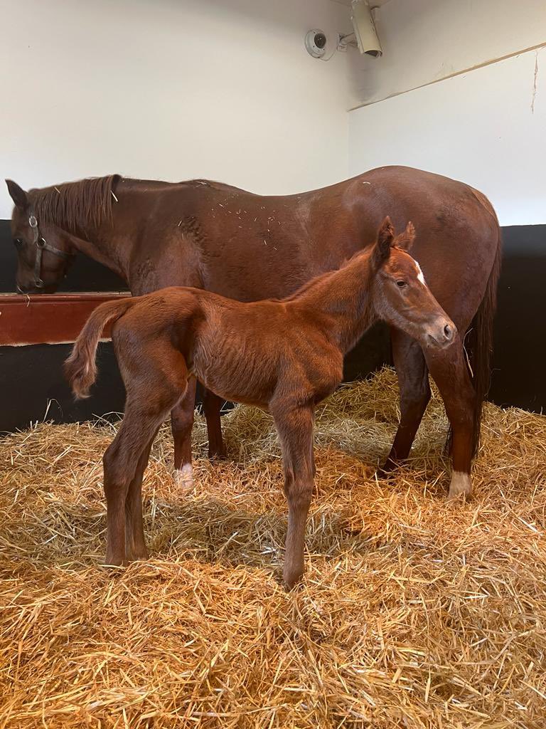 Plantation Stud (@plantationstud1) on Twitter photo ๐ Ghaiyyath foal out of an Exceed and Excel mare, Rue Cambon ๐ <a href="/rpbloodstock/">Racing Post Bloodstock</a> #RPFoalGallery ๐ Ghaiyyath foal out of an Exceed and Excel mare, Rue Cambon ๐ <a href="/rpbloodstock/">Racing Post Bloodstock</a> #RPFoalGallery