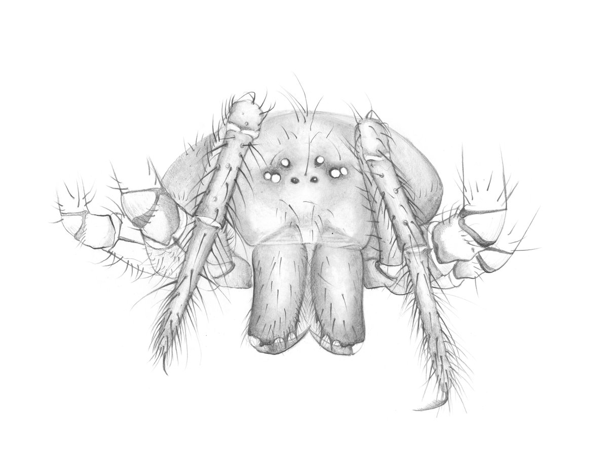 Italian Spiders tweet media