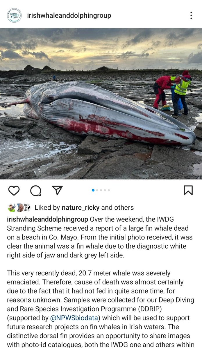 Pádraic Fogarty tweet media