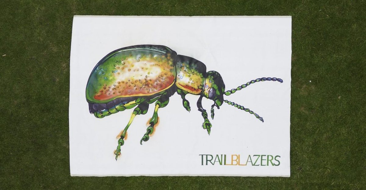🙌 Artist Call Out! 🙌 Be part of York Trailblazers! We are looking to commission artists to support a city-wide heritage sculpture trail taking place in Summer-Autumn 2024 featuring 17 Tansy Beetles. Find out more and apply here loom.ly/3h4mPV8 @yorkcivictrust