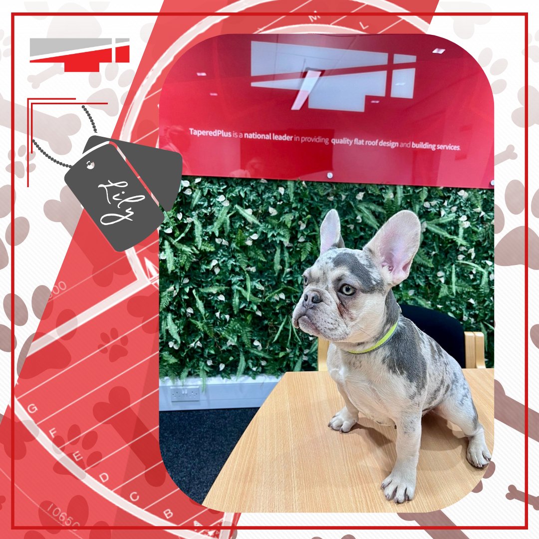 🐶 We think we might need to change our name from TaperedPlus to Tapered ‘Fluff’ on a Friday!
Meet the office’s newest recruit for ‘Furry Fridays’……LILY! 🐾
She’s a proper little character!
#furryfridays #fridayfeeling #insulation #roofing #taperedfluff