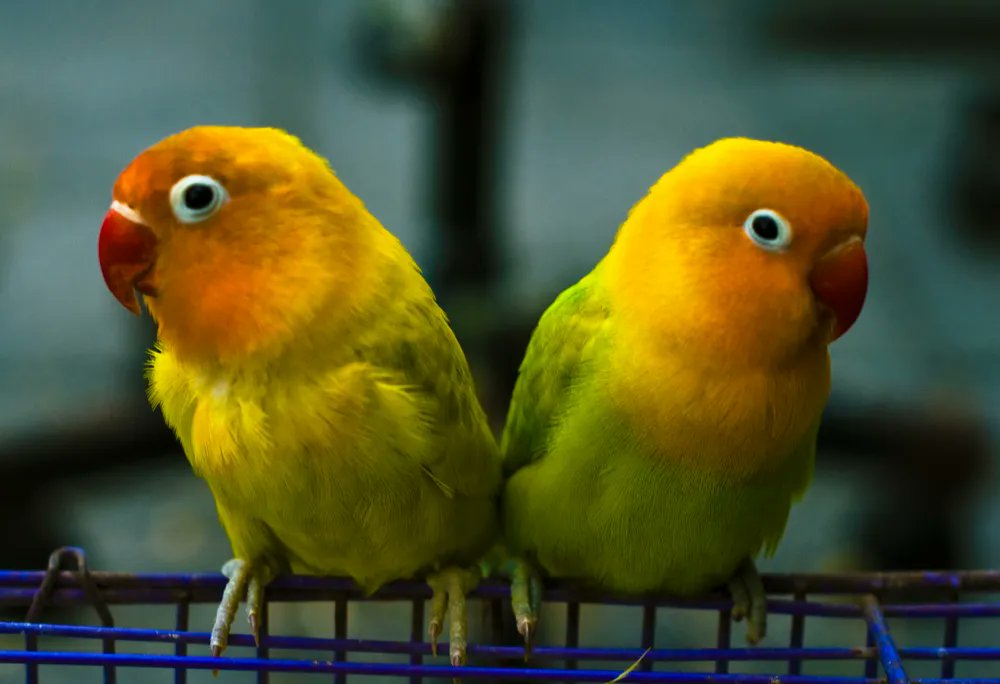 nssazw's tweet image. Did you know that love birds are actual birds?
#triviaWednesday
#ALifelongPromise