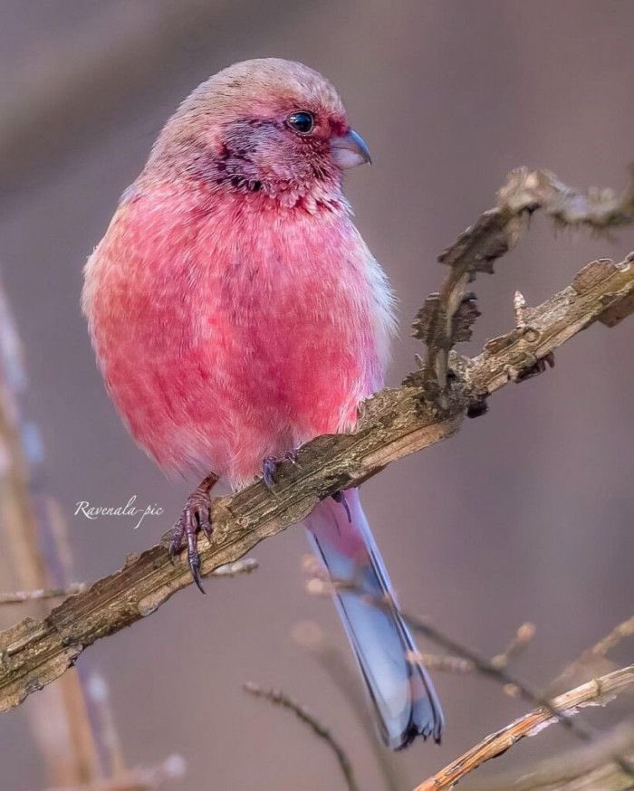 The pink-browed rosefinch 🩷