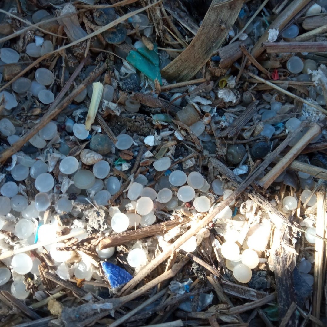 AccióEcologista Agró tweet media