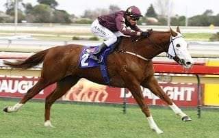 HORSERACING1002's tweet photo. APACHE CAT 🇦🇺2002 
(LION CAVERN-TENNESSEE  BLAZE BY WHISKEY ROAD)
 #ApacheCat https://t.co/3SqmajU2Ji