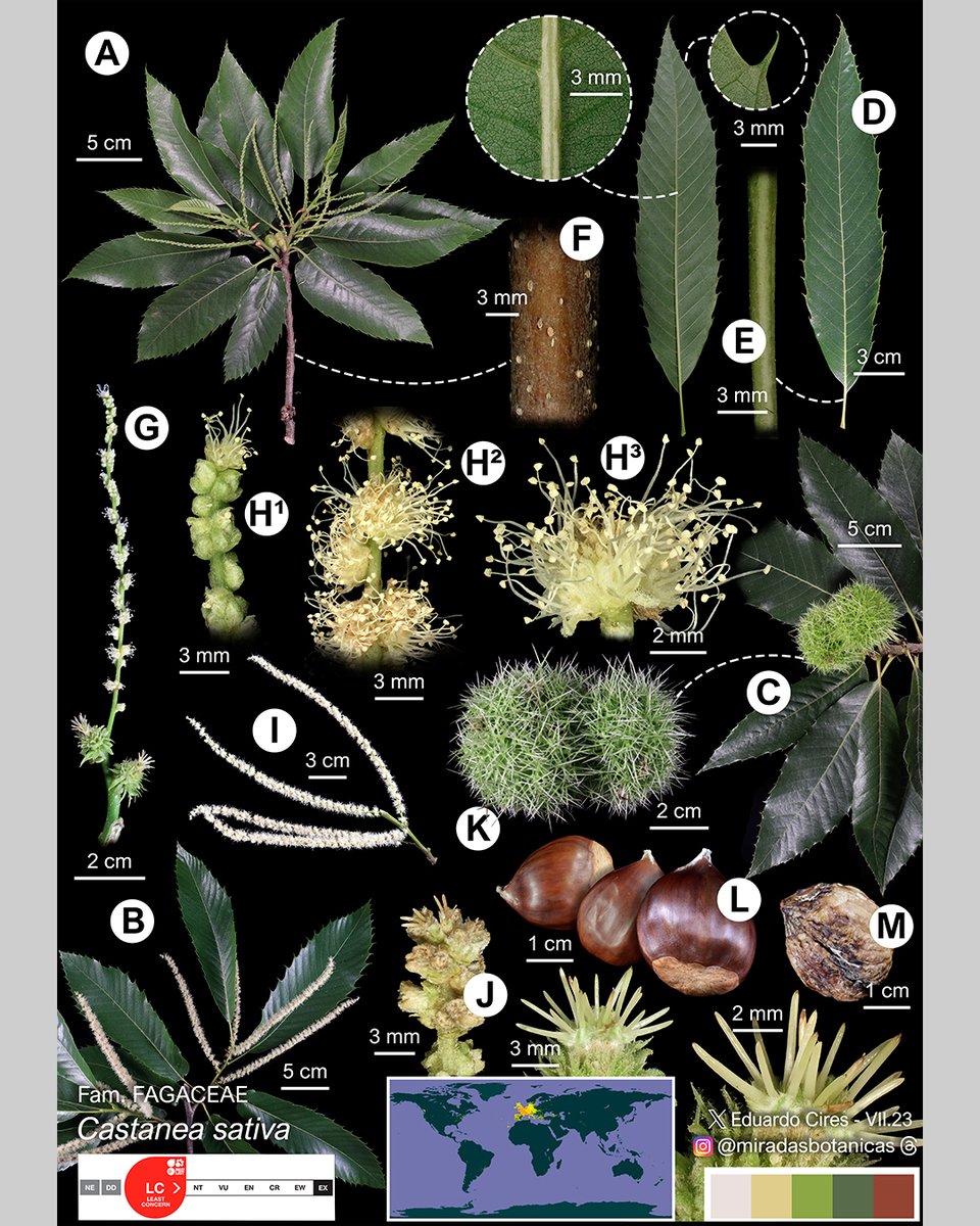 Castanea sativa Mill.
#botany #Fagaceae #taxonomy #plantsci #naturalart #biology #plants #angiosperms #flowers #Lankester #PlantBlindnesss #ReCEPA
@IndurotUniovi @UOdivulga @uniovi_info @EPMieres @SeridaAst