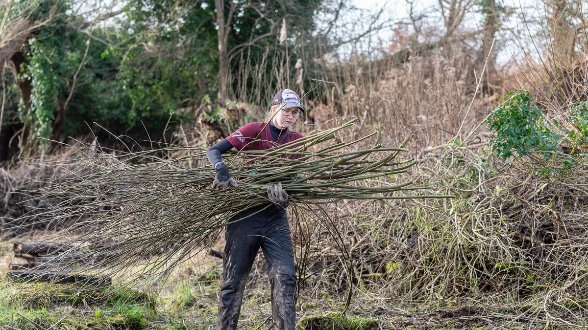 Harvesting Willow shoots to use in the protective shuttering for the soft peat banks of the Lye Brook.
#OxfordshireFens #OX3