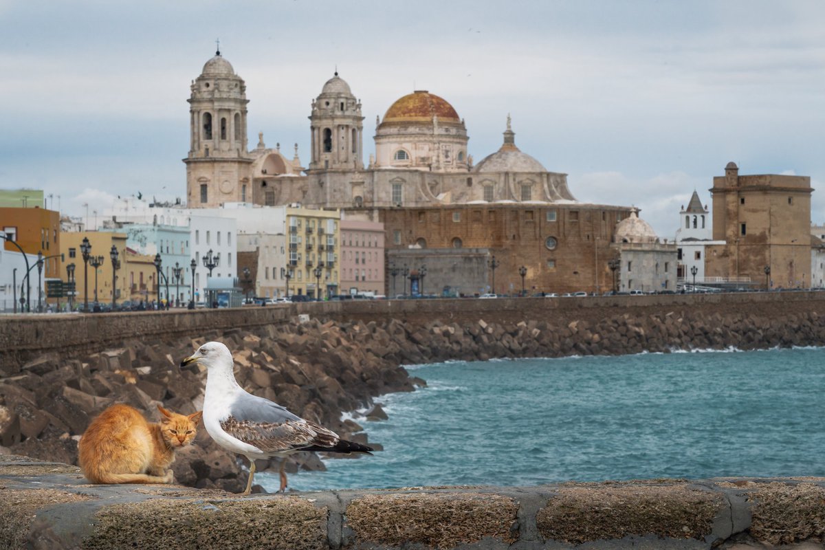 ¿Cómo no enamorarse de nuestra tacita de plata?
Su arquitectura, sus vistas, nuestra costa…

¡Feliz fin de semana!

Plaza de la Candelaria, 12, Cadiz.

#turismocadiz #tacitadeplata  #restaurantescadiz #restaurantecadiz #cadiz #cocinatradicional #cocinadeproducto