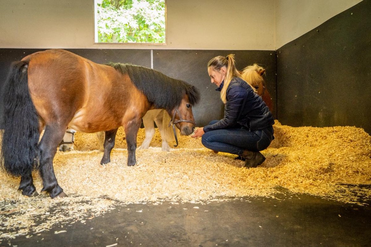 H O O F  H E A L T H

Your horse’s hooves need firm, resilient support. Our larger flakes provide it. 💪

We also dry Bedmax to a controlled moisture content to prevent hooves from drying out &amp; cracking.

bedmaxshavings.com/suppliers/
#beddedonbedmax #beddedonthebest