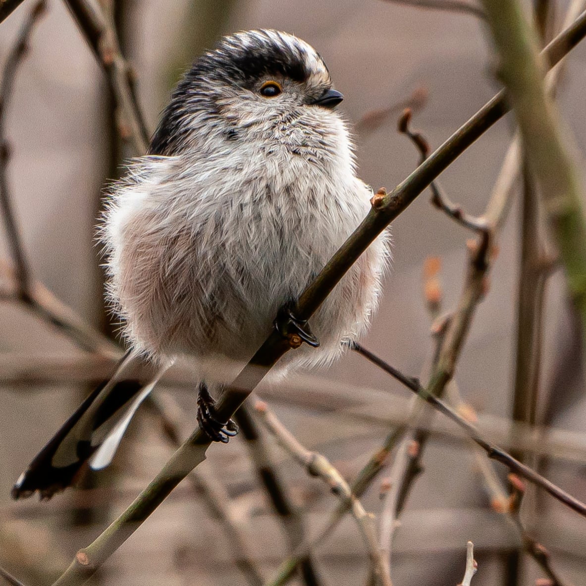 @BirdSpotUK A lovely long tailed tit