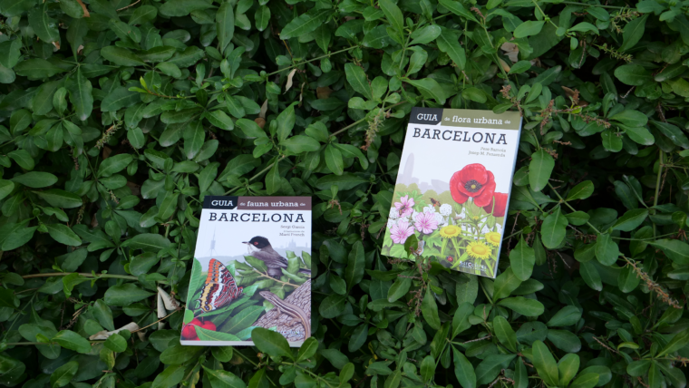 Més enllà dels coloms i els plataners, Barcelona acull una varietat d'animals i plantes desconeguda i sorprenent. 🦉🌺 👉 Presentació de les guies de fauna i flora urbana de Barcelona.   🗓️ 28/1, 11h 📍 #Hivernacle del Parc de la Ciutadella ℹ️ via.bcn/wPJc50QuLag