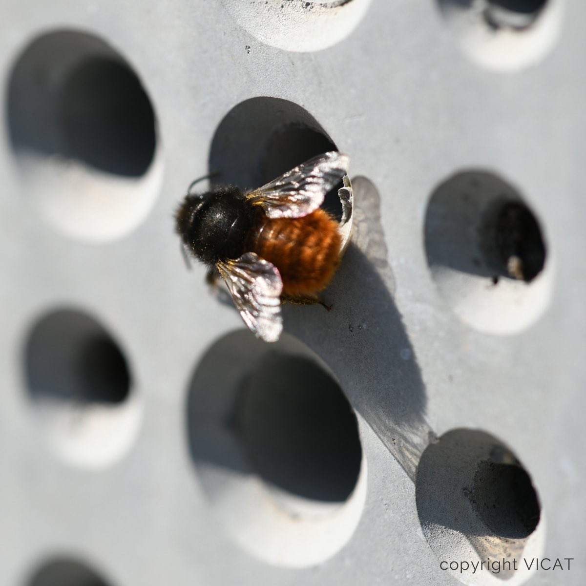 [Innovation] Nichoirs artificiels pour abeilles cavicoles : les abeilles peuvent-elles nicher dans le béton ? Travaux de l’unité de recherche Abeilles et Environnement #Avignon @INRAE_France en collaboration avec @GroupeVicat inrae.fr/actualites/nic…