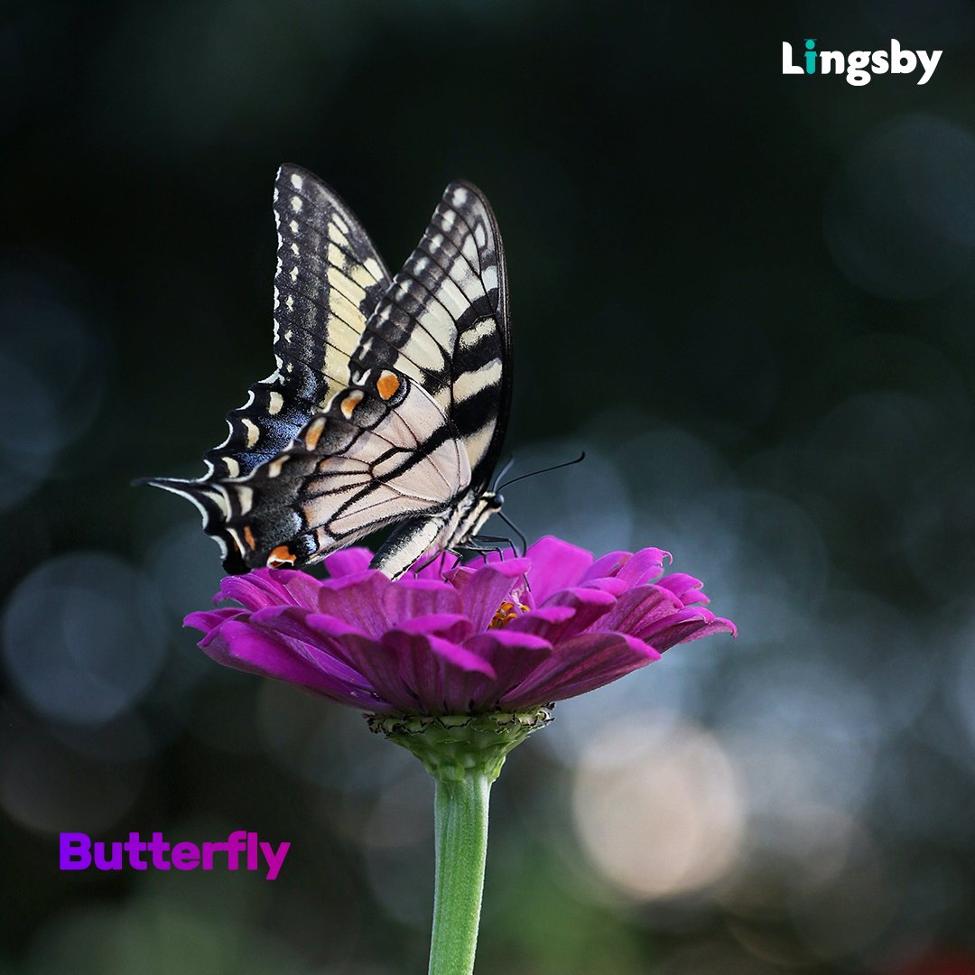 Kelebek 🦋

.
.
.
#kelebek #butterfly #ingilizce #ingilizcekelime #onlineingilizce #onlineingilizcekursu #onlinedilkursu #dilokulu #onlinedilokulu