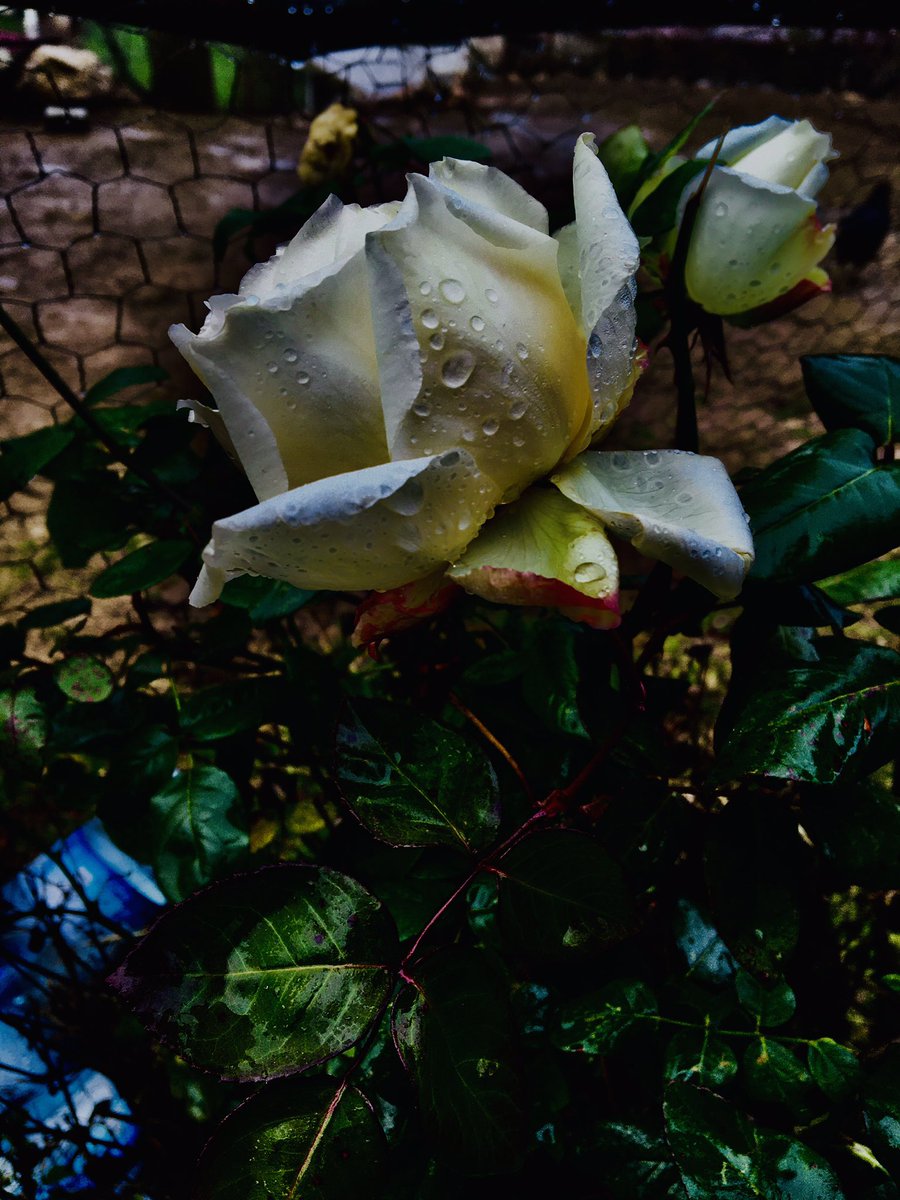 Ne acıdır insanın bildiğini anlatamaması ,
“Ben”deyip susması 
“sen” deyip ağlamaklı kalması.
#GazaStarving
#iyiakşamlar