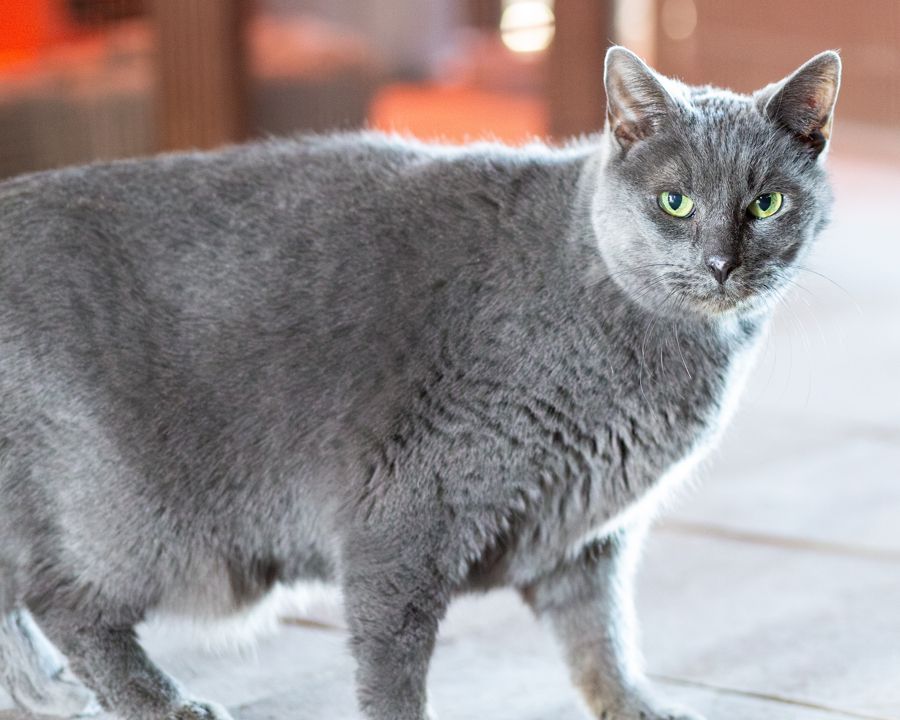 14 year old Shasha's brothers were adopted the other day, which is great for them, but now Shasha is alone. This lap cat loves to cuddle and nap. Senior cats demand so little from their owners!