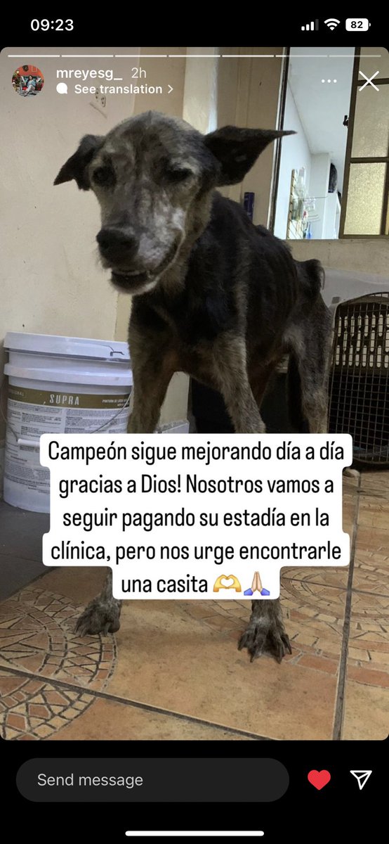 eduarda_andrein's tweet photo. Buenos días 💖💖
Este bebito necesita un hogar que lo llene de amor 🥺

Me ayudan con un RT pls🙏 https://t.co/Rka49YfRww