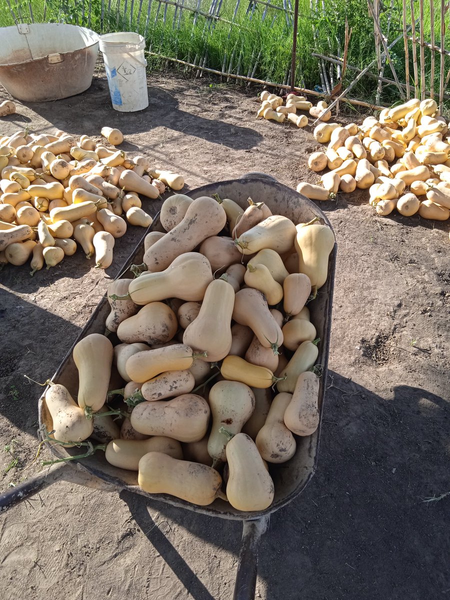goikanngwamang's tweet photo. Land and water📍.✌️✌️Butternut production.#wefarm https://t.co/hJAaqHyd8G