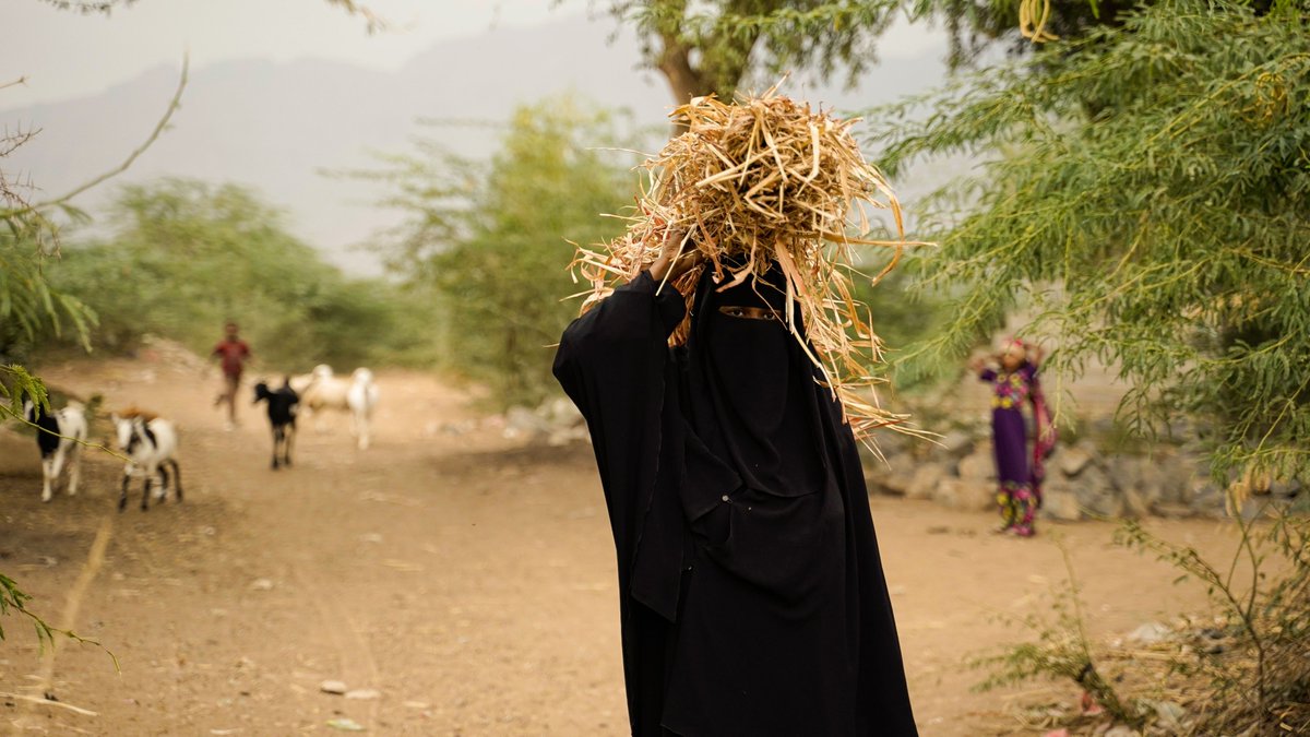 In Yemen, 87% of rural #women engage in agriculture and livestock activities, directly contributing to food system #resilience.

UNDP and <a href="/WorldBankMENA/">World Bank MENAAP</a> are partnering with <a href="/SMEPSYEMEN/">SMEPS</a> to #empower rural women and enhance food security.