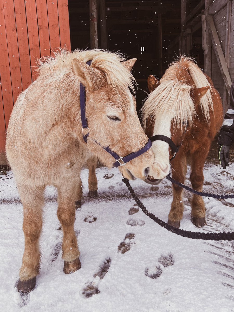 Our first week on farm went by so fast! All horses did so well (here, Oríon and Solfagur) and I couldn’t be happier with the choice of experimental farm and the wonderful staff at Edeby Gård 🐴 #SmellsLikeWelfare #SmellNiceHorse