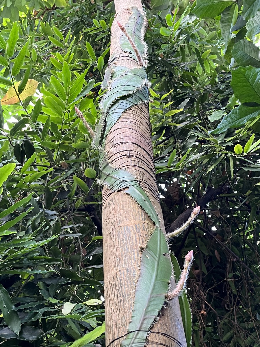 This year we are expecting not one but FOUR blooms on our Strophocactus wittii (our Amazonian moonflower)! We’re not sure exactly when it will flower, but it could be as soon as this weekend and our cameras are livestreaming already! 🔗botanic.cam.ac.uk/moonflower-liv…