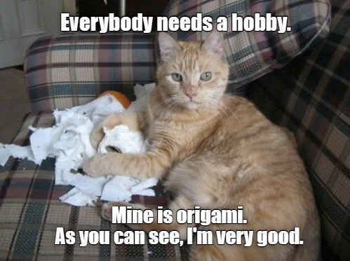 creative54's tweet photo. Welcome to #MimisMemes today in memory of #RIPOlly #CatsOfTwitter ! Happy #Friyay fun! https://t.co/UPSQe1MeFW