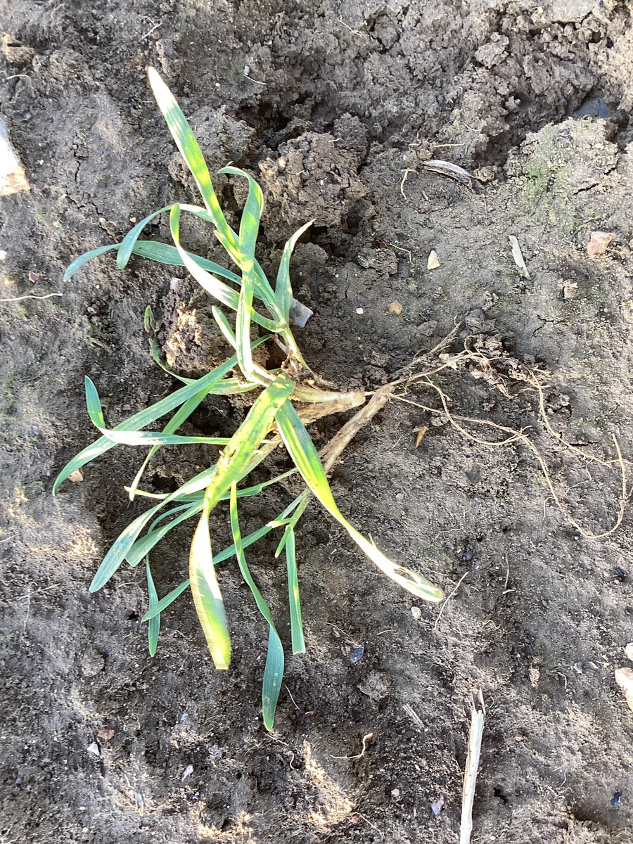 ARC480's tweet photo. January Hybrid Rye looking good as ever. https://t.co/6ALm91cn5L