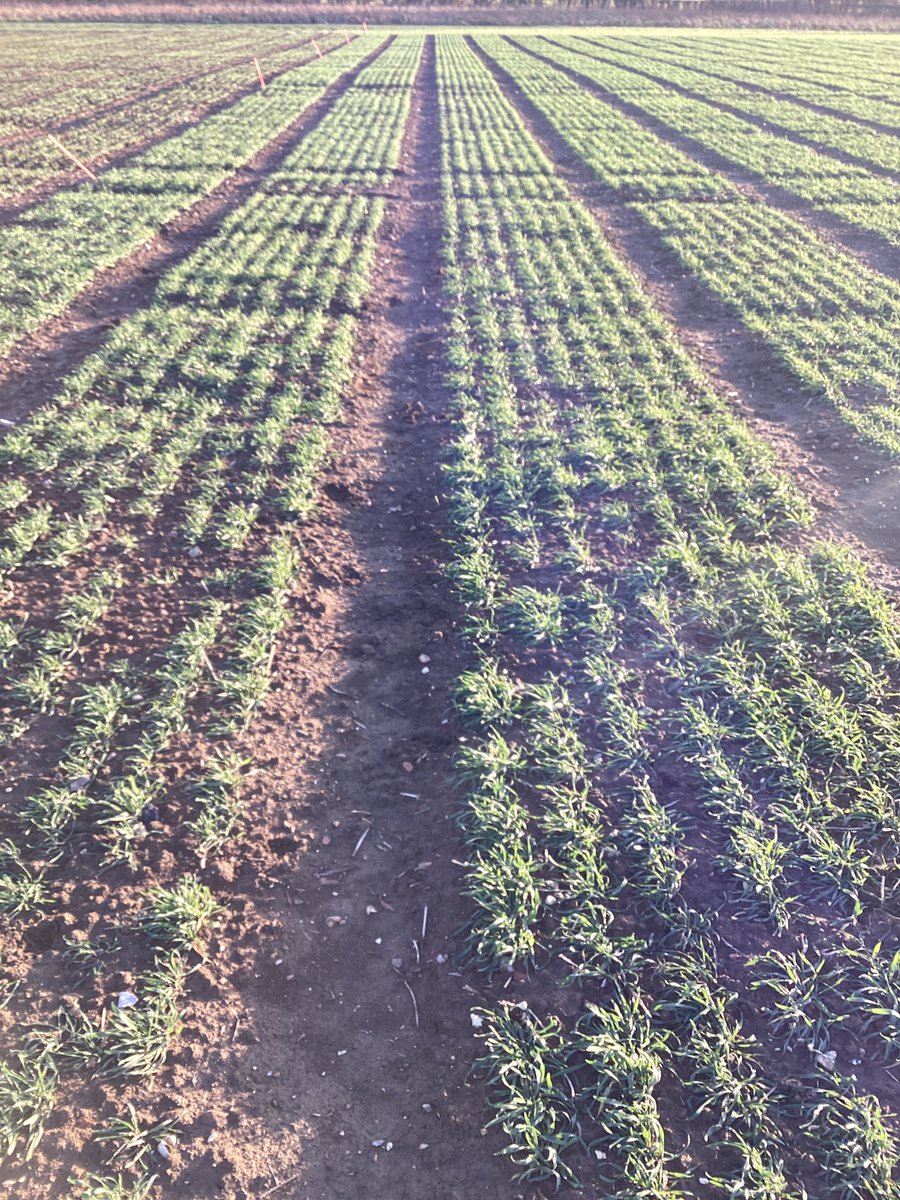 ARC480's tweet photo. January Hybrid Rye looking good as ever. https://t.co/6ALm91cn5L