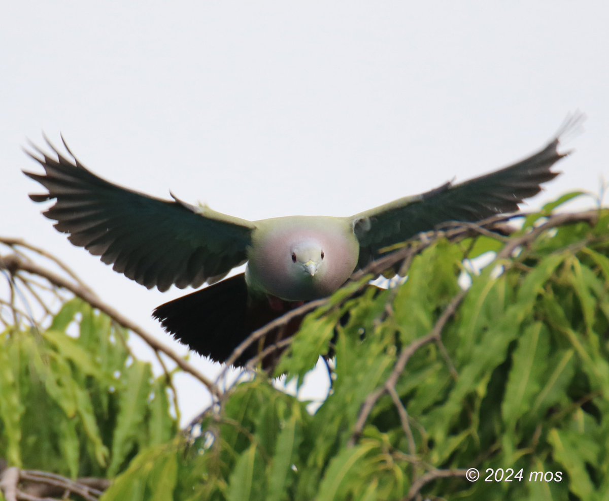 Pink-necked Green Pigeon (Treron vernans) #birdwatching #birding #birdsinbackyards #eye_spy_birds #TwitterNatureCommunity #TwitterNaturePhotography #BirdTwitter #pigeon