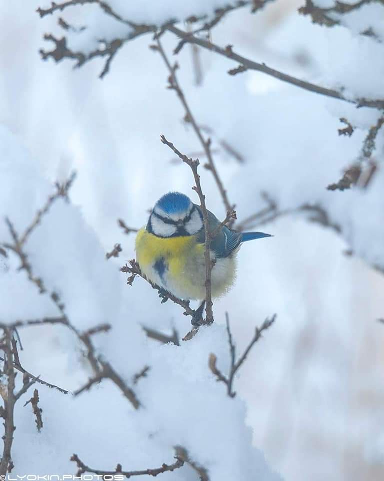 KonulikShahin's tweet photo. Winter in Shusha ❄️

#Azerbaijan https://t.co/FIx3PrdVui