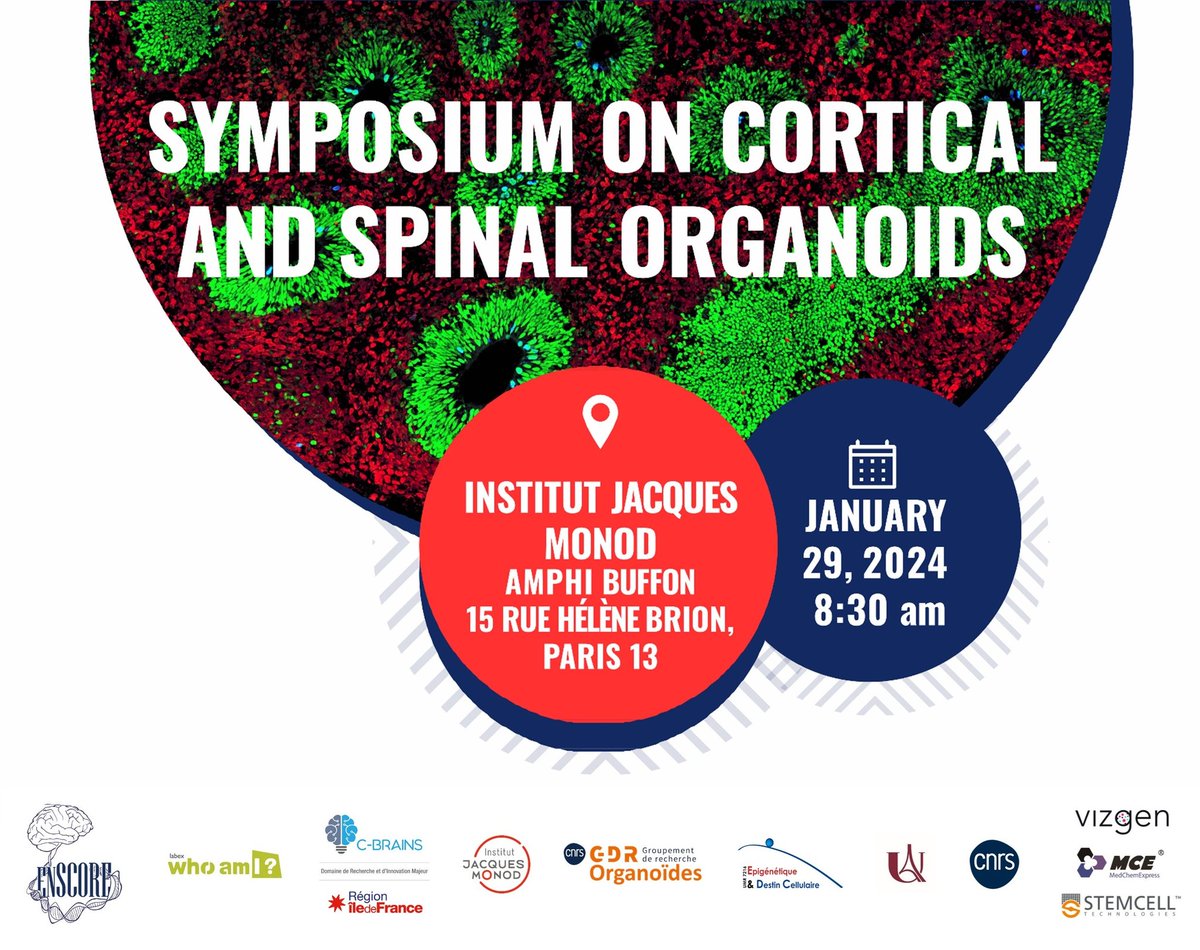 📢 D-3 until our eagerly awaited #symposium on cortical and spinal #organoids ! Get ready to dive into an enriching experience in neural organoids with <a href="/ptf_enSCORE/">enSCORE platform</a> (<a href="/labexWhoamI/">Labex Who Am I?</a>) and <a href="/CBRAINS_IdF/">C-BRAINS</a> at <a href="/IJMonod/">Institut Jacques Monod</a>