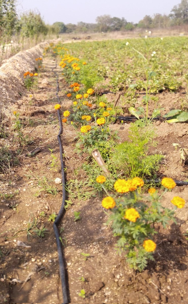 Sudhans10401496's tweet photo. Marigold is  a good plant in #IPM. As a Trap crop it reduce the infestation of fruit borer in Tomato. As a cover crop marigold produces allelochemicals i.e  alpha-terthienyl, which  reduce  the root-knot #nematodes infestation .@alabamaED @ICAR_IIHR @SON_nemaweb @activeplantnema https://t.co/wSq76vwdTr