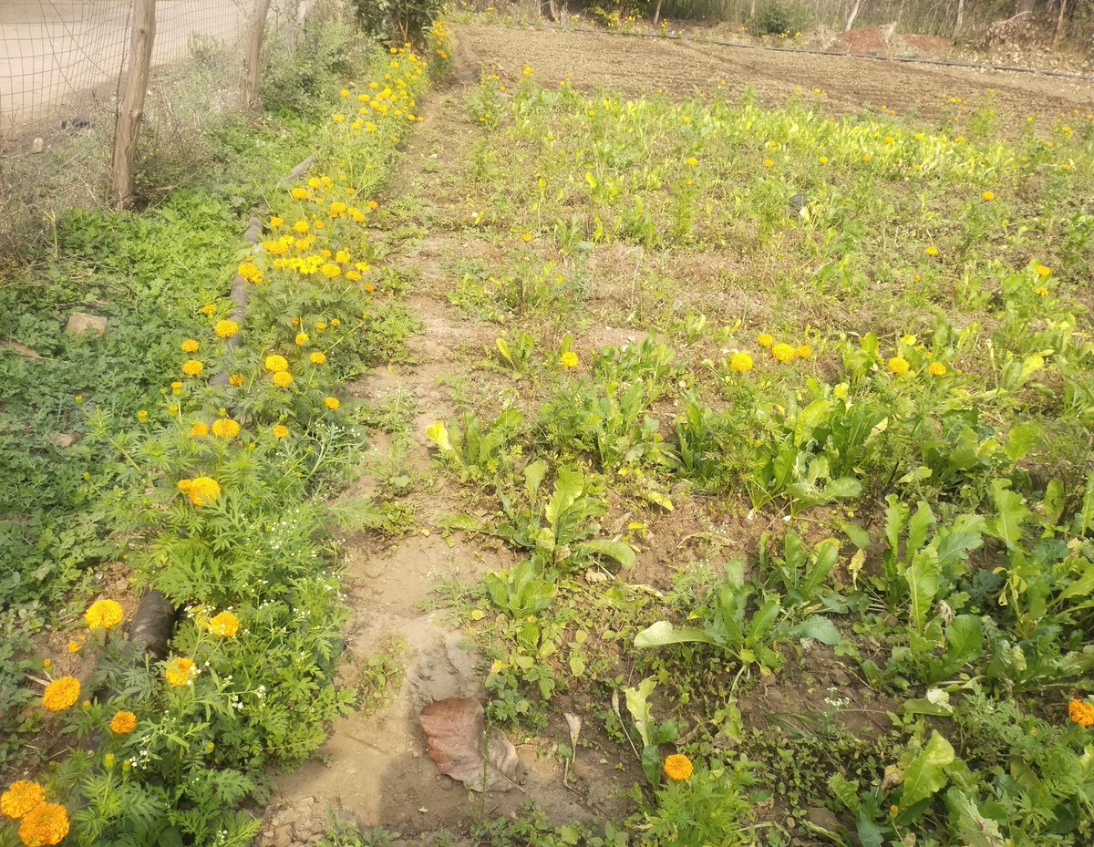 Sudhans10401496's tweet photo. Marigold is  a good plant in #IPM. As a Trap crop it reduce the infestation of fruit borer in Tomato. As a cover crop marigold produces allelochemicals i.e  alpha-terthienyl, which  reduce  the root-knot #nematodes infestation .@alabamaED @ICAR_IIHR @SON_nemaweb @activeplantnema https://t.co/wSq76vwdTr