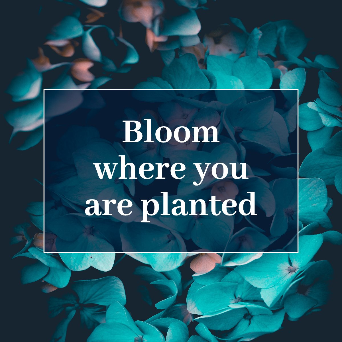 Bloom where you are planted. 🌼

#bloom #lifestyle #liveyourbestlife #lifechanging
 #TheBasileHomeTeam