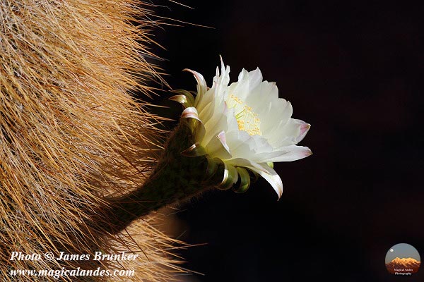 The impressive #flower of an Echinopsis atacamensis cactus for #FlowersOnFriday, available as #prints and on gifts here: james-brunker.pixels.com/featured/echin…
#AYearForArt #BuyIntoArt #FillThatEmptyWall  #FlowerFriday #cactus #cacti #flowers #naturelovers #whiteflowers #floralart #wallart