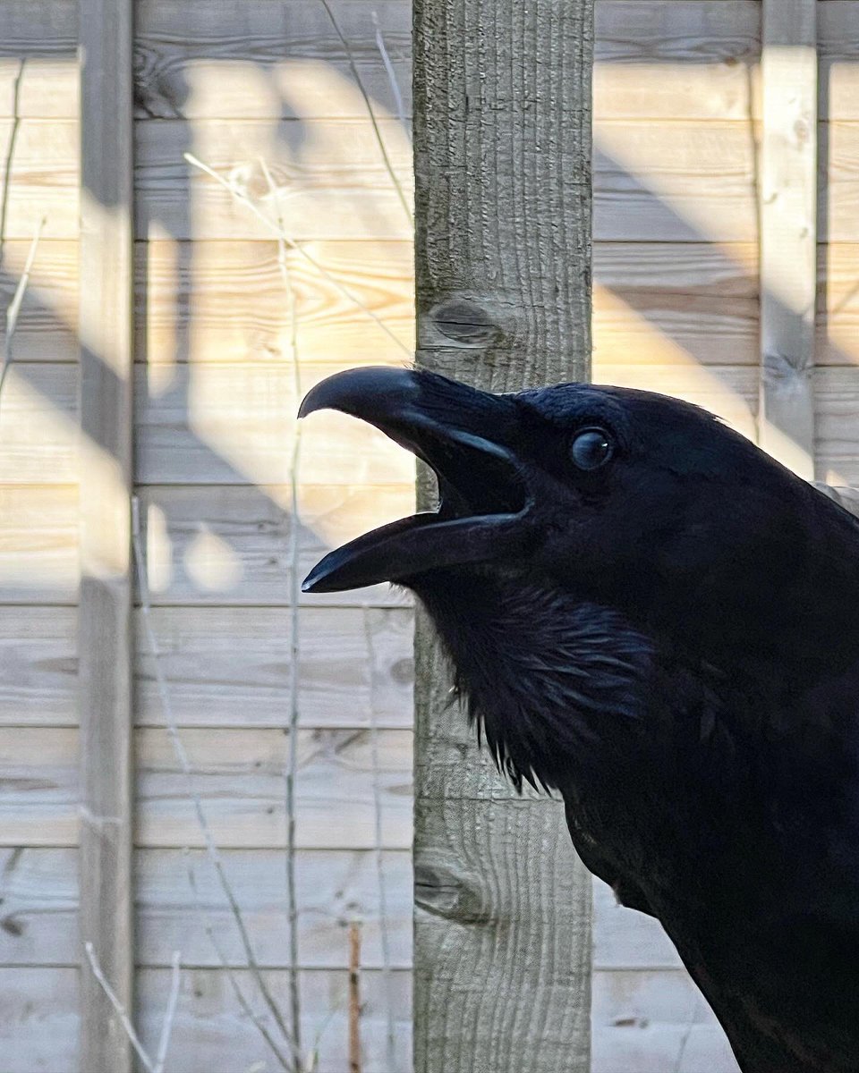 _Laboleyn's tweet image. Nevermore