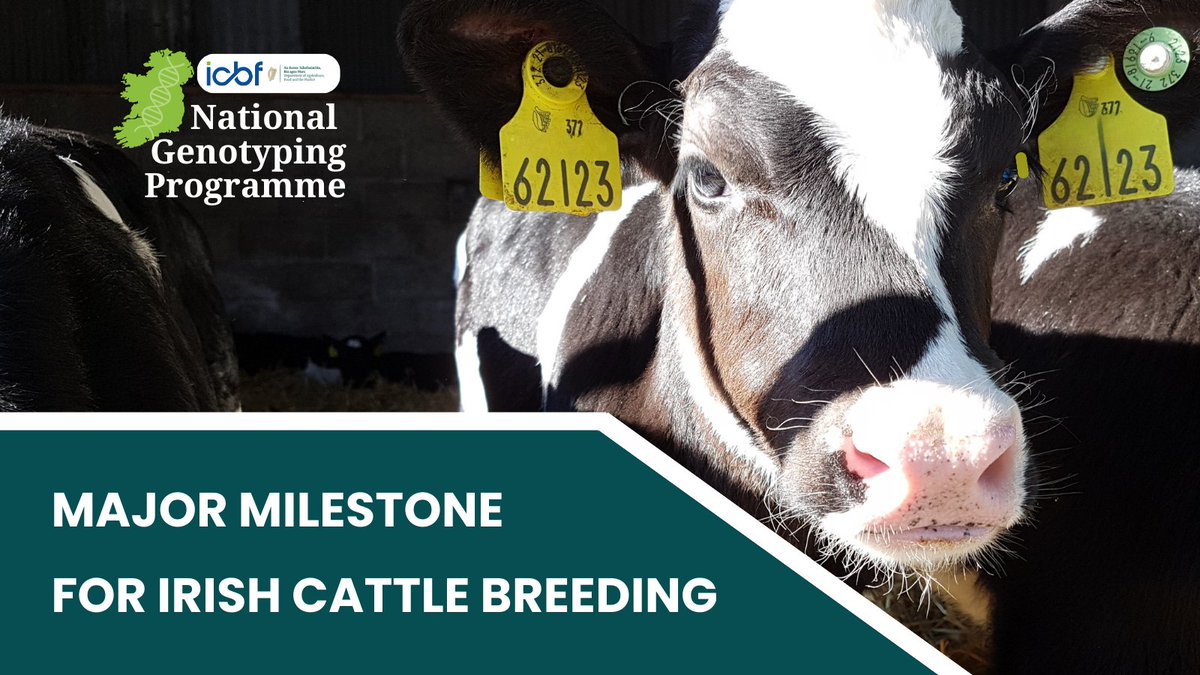 Irish beef and dairy farmers continue to accelerate the genetic gain of the national herd, enhancing farm sustainability and reducing carbon emissions. 
icbf.com/press-release-…